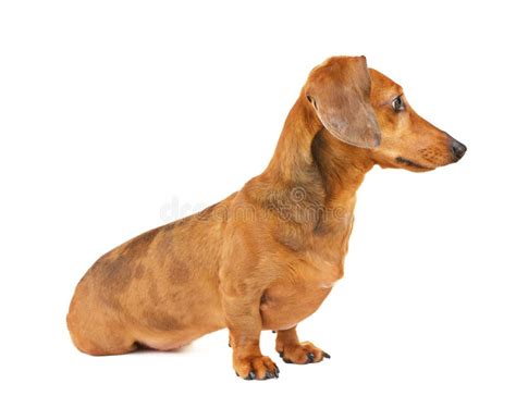 Dachshund Dog Side View Stock Image Image Of Domestic 32941279
