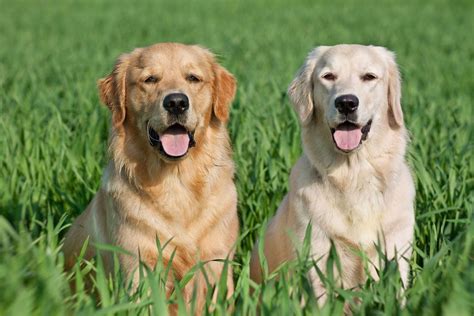 Maybe you would like to learn more about one of these? Labrador o Golden Retriever: qual è migliore?