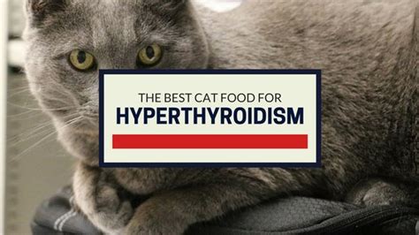 Only one food has been proven to help hyperthyroid cats. The Best Cat Food for Hyperthyroidism (Our Top Picks)