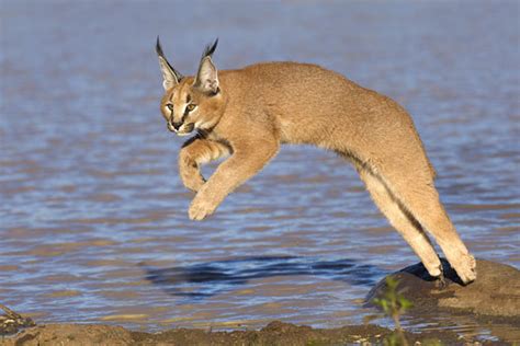 » Fabulous Jumping Cats Will Make You Go ‘Meow’
