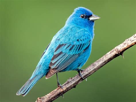 Nestwatch Indigo Bunting Nestwatch