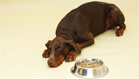 In the following section, we'll go over the best dog food for a doberman pinscher puppy that will meet all of a young dobermans nutritional needs. Best Dog Food for Dobermans: What To Feed Doberman Pinschers