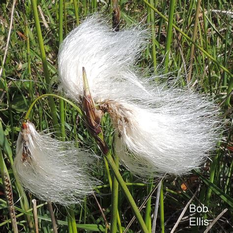 Common Cottongrass Norfolk Flora Group