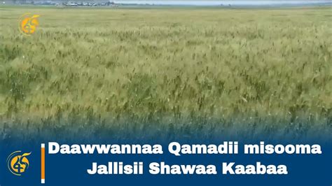 Daawwannaa Qamadii Misooma Jallisii Shawaa Kaabaa Youtube