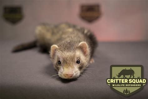 Critter Squad Wildlife Defenders 150 Photos And 88 Reviews Van Nuys
