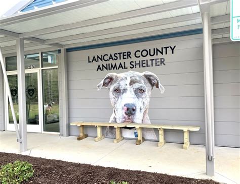 Pets For Adoption At Lancaster County Animal Shelter In Lancaster Sc