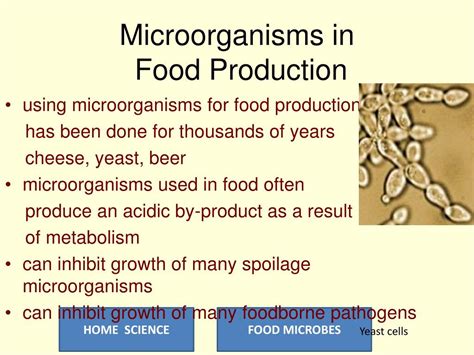 Ppt Food Microbes Powerpoint Presentation Free Download Id7306795