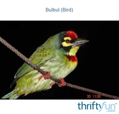 Bulbul Bird Thriftyfun