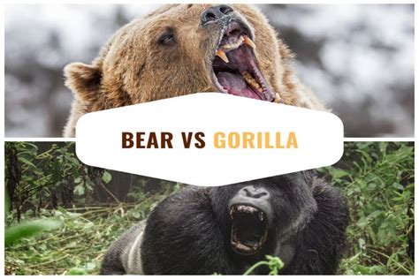 Arriba Imagen Jaguar Vs Grizzly Bear In Thptnganamst Edu Vn