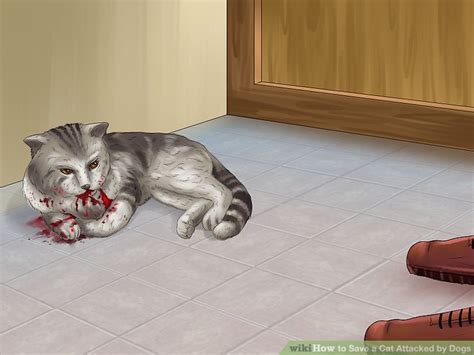 How To Save A Cat Attacked By Dogs 12 Steps With Pictures