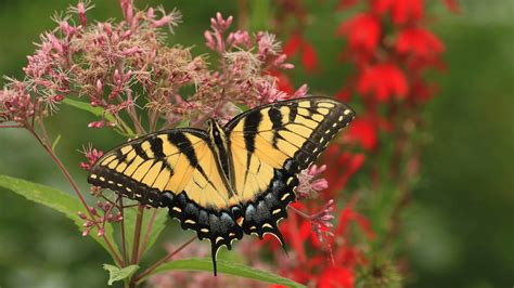 Tiger Swallowtail