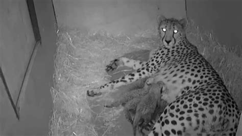 Litter Of Five Cheetah Cubs Born At Monarto Zoo To First Time Mum Kesho