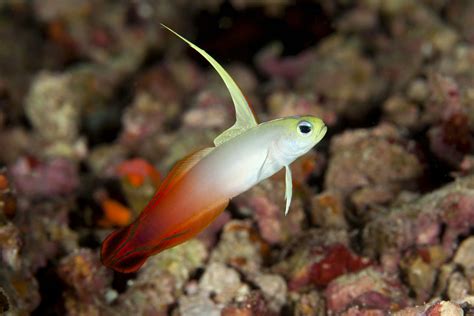 Firefish Goby Profile
