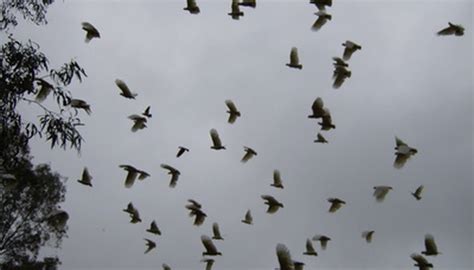 Types Of Birds That Form Large Flocks Together Sciencing