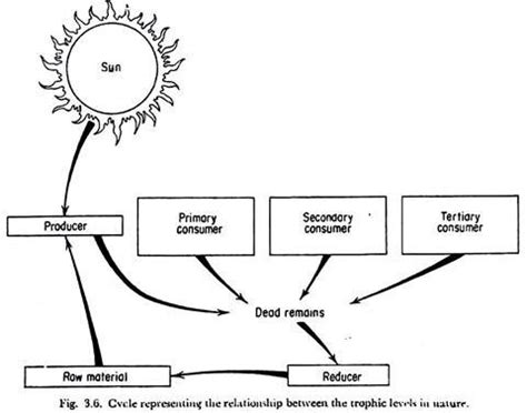 We did not find results for: Food Chain: Definition, Components and Types | Ecology