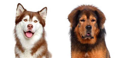 What Is The Mix Of A Tibetan Mastiff