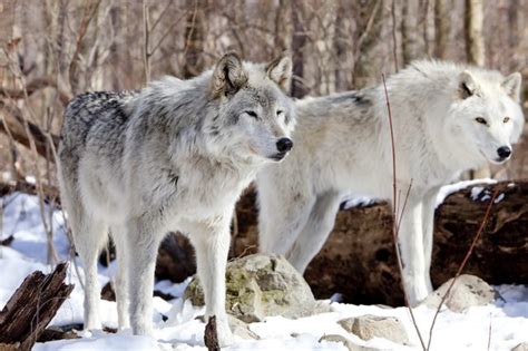 Also, the wolf that you choose describes your avatar. Tundra Wolf Facts, Adaptations, Pictures | Coniferous Forest