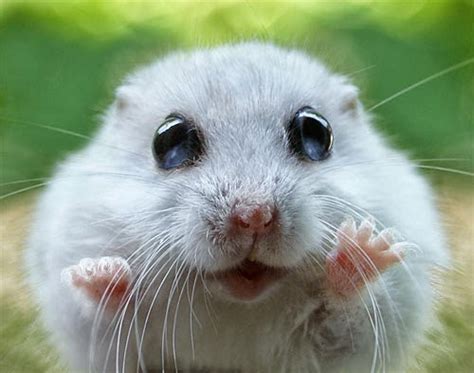 Funny Cute Hamster Interesting Funny Pictures Funny And Cute Animals