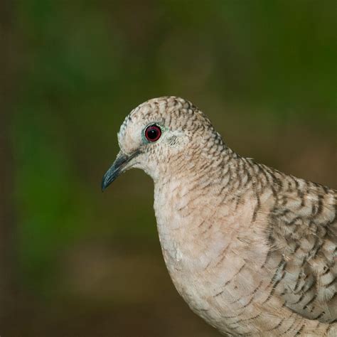 Inca Dove National Geographic