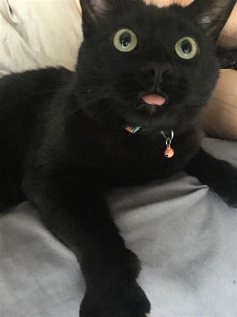 A Blep From Lestat The Cat Rblep