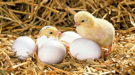 Incubating And Hatching Eggs The Prepared Page