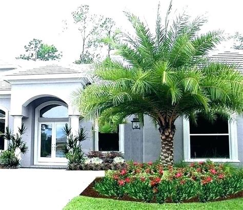 42 Palm Trees In The Front Yard Interior Design Ideas And Home