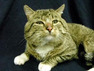 The process of adoption is easy, fast, and efficient. Adopt Buddy at Coon Rapids, MN Humane Society. 3 yr. old ...