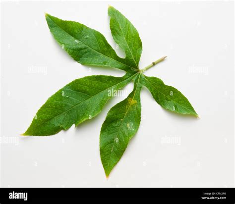 Passion Flower Leaf Stock Photo Alamy