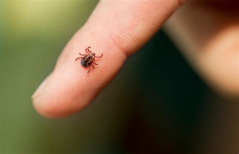 Ive Just Found A Tick Bite Now What Do I Do Reliant Medical Group