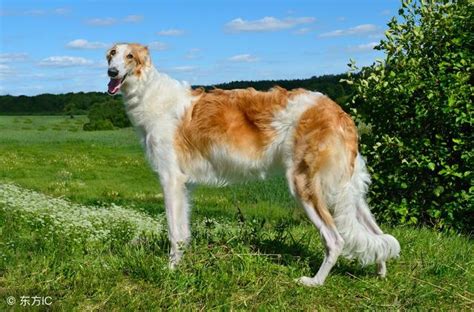 貝生吉犬． 迷你牛頭㹴． 巴吉度獵犬． 聖伯納犬． 薩路基犬． 愛爾蘭蹲獵犬． 澳洲牧羊犬． 阿富汗獵犬． 粗毛牧羊犬． 西造獵犬． 克羅埃西亞牧羊犬． 西班牙獒犬． 蘇格蘭獵鹿犬． 庇里牛斯獒犬． 短毛牧羊犬． 葡萄牙水犬． 愛爾蘭紅白蹲獵犬． 伊比沙獵犬． 盤點活不久的「6種狗狗」，飼養之前要想好! - 每日頭條
