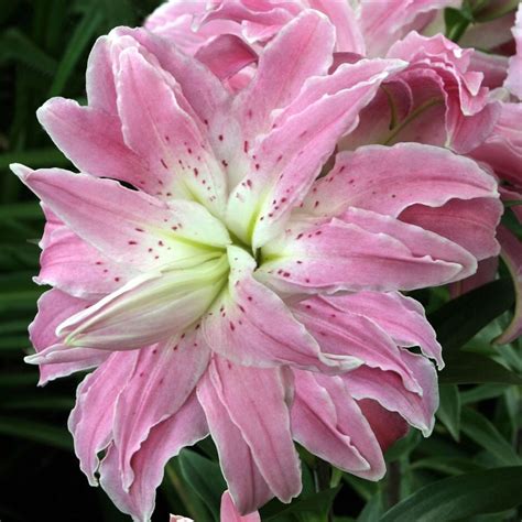 Buy Lotus Lily Bulb Lilium Lotus Elegance £199 Delivery By Crocus