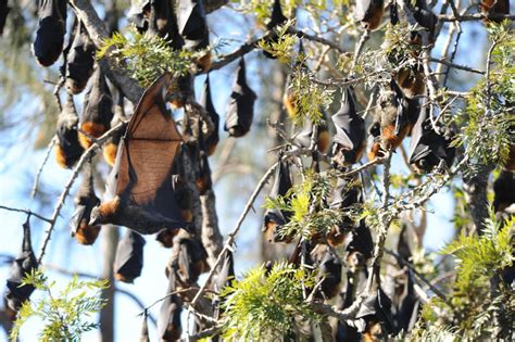 Inquiry Into Flying Fox Management Releases Its Report Camden Haven