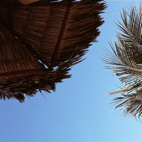Two Palm Trees Are Seen Against The Blue Sky In This Photo Taken From