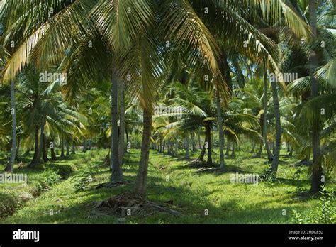 Palms Plantation Coconut Palm Tree Palm Tree Plantations Coconut