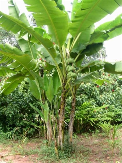 Check spelling or type a new query. Belajar Memahami Kehidupan dengan Filosofi Pohon Pisang