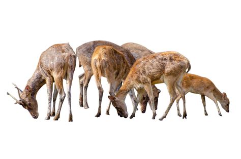 Baby Deer Isolated 12807728 Png