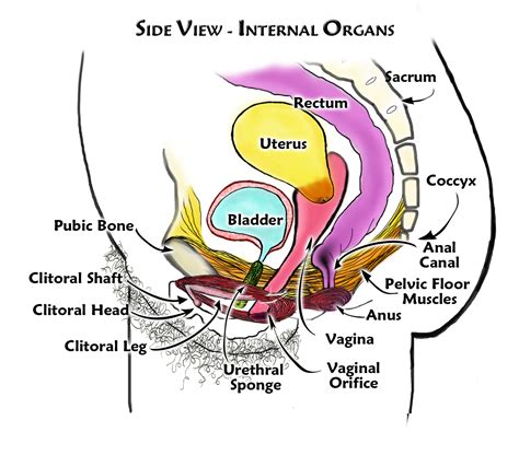 Diagram Cervix Diagram Side Mydiagram Online