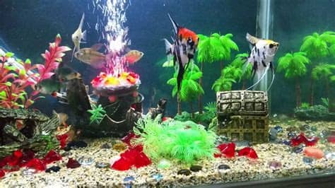 Shop top brands for fish tank decorations online at low prices. Fish tank decoration. - YouTube
