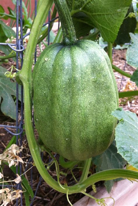 We did not find results for: Acorn squash | Melons & Squashes | Pinterest | Squashes ...