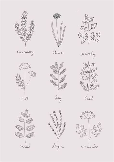 30 Easy Ways To Draw Plants And Leaves Herbs Illustration Plant