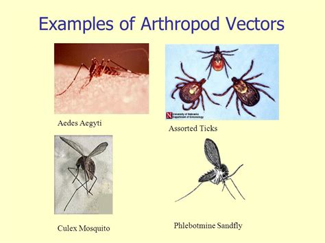 288 Viruses vector images at Vectorified.com