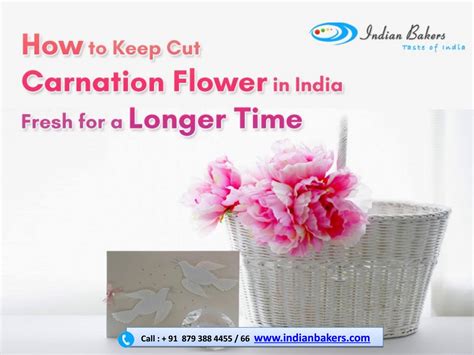 Florists also will cut the flowers under water using a sharp knife, as this prevents air bubbles and tissue damage from. How to keep cut carnation flower in India fresh for a ...