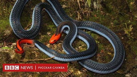 Змеи убийцы могут помочь человеку справиться с болью Bbc News Русская