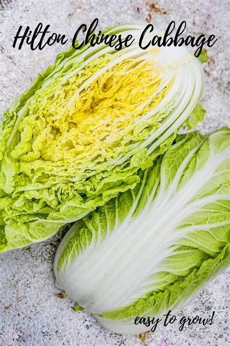 Hilton Chinese Cabbage Chinese Cabbage Cabbage Cabbage Varieties