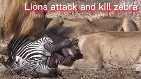 Lions Attack And Kill Zebra Youtube
