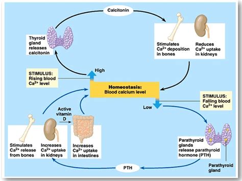 Homeostasis - Presentation Biology