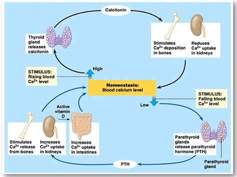 Diagram Sugar Homeostasis Diagram Mydiagram Online