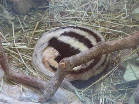 Small Animal Building African Striped Weasel Zoochat