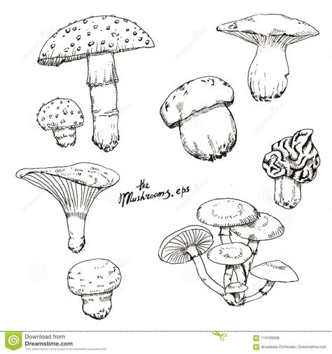 Hand Drawn Line Art Ink Sketch Of Different Autumn Mushrooms Stock