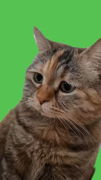 Sad Cat Meowing Meme Green Screen Sadcatmeme Greenscreen Youtube